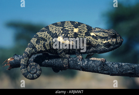 Lembo colli, chameleon flapneck chameleon (Chamaeleo dilepis), seduto su un ramo Foto Stock