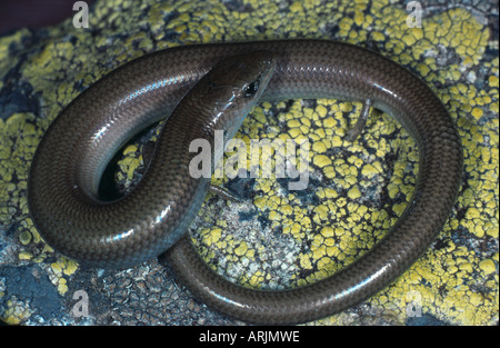 Tre-toed skink, algerini cilindrica (skink Chalcides chalcides) Foto Stock