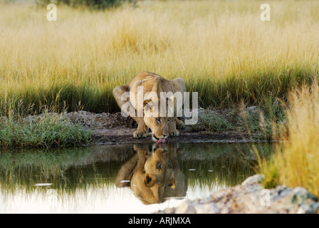 Leonessa - bere di waterhole Panthera leo Foto Stock