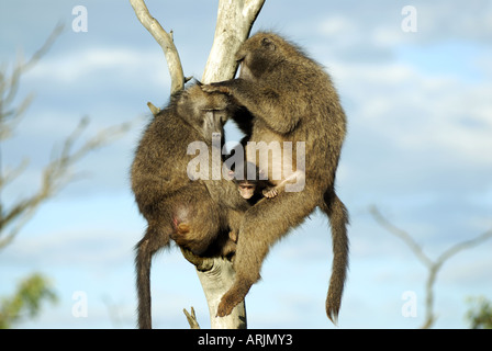 I babbuini chacma con cub - seduta su albero Papio ursinus Foto Stock