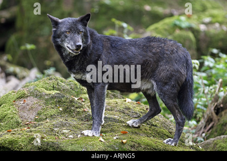 Nero legname orientale Wolf - in piedi sulla roccia / Canis lupus lycaon Foto Stock