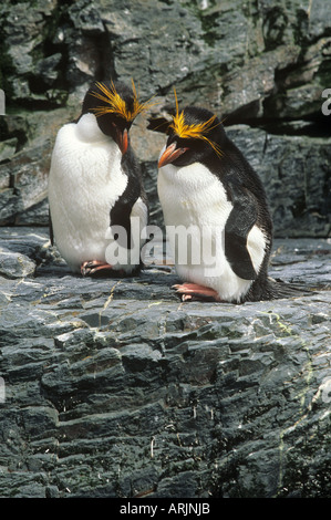 Due maccheroni pinguini - in piedi sulle rocce / Eudyptes chrysolophus Foto Stock