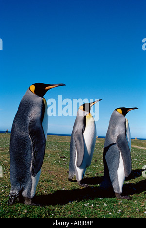 Re pinguini (Aptenodytes patagonicus), Volunteer Point, East Falkland, Isole Falkland, Atlantico del Sud, Sud America Foto Stock