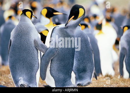 Re pinguini (Aptenodytes patagonicus), Volunteer Point, East Falkland, Isole Falkland, Atlantico del Sud, Sud America Foto Stock