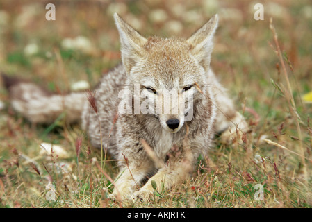 Nasello di Patagonia Gray Fox (Dusicyon griseus griseus), il Parco Nazionale di Torres del Paine nella Patagonia cilena, Sud America Foto Stock