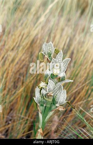 La porcellana orchidea (Chloraea Magellanica), il Parco Nazionale di Torres del Paine nella Patagonia cilena, Sud America Foto Stock