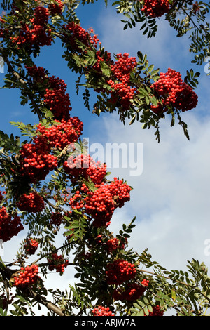 Rowan ( sorbus aucuparia ) rami pieni di bacche mature , Finlandia Foto Stock