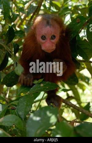 Rosso giovane UAKARI Cacajao calvus ucayalii la foresta pluviale amazzonica del Perù captive Foto Stock