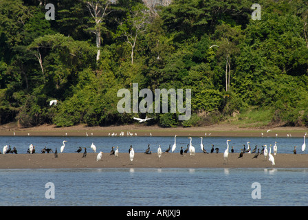 Pacaya-Samiria riserva nazionale, Loreto, Perù con Neotropical cormorano (Phalacrocorax olivaceus) e grandi aironi bianchi. Foto Stock