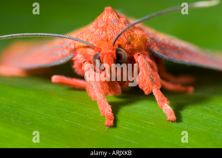 Rosso brillante tarma della foresta pluviale amazzonica, Pacaya-Samiria riserva nazionale, Loreto, Perù. Foto Stock