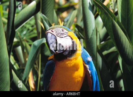 Parrot, Langkawi, Malesia Foto Stock