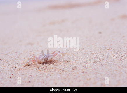 Il granchio di sabbia sulla spiaggia, Saipan Foto Stock