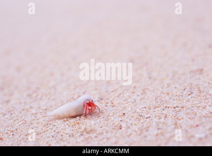 Eremita granchi sulla spiaggia, Saipan, Marianas Foto Stock