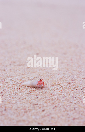 Eremita granchi sulla spiaggia, Saipan, Marianas Foto Stock