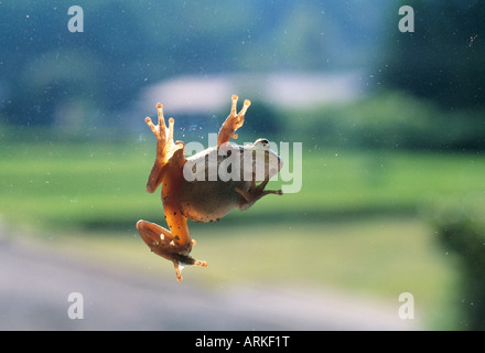 Una rana sulla finestra Foto Stock