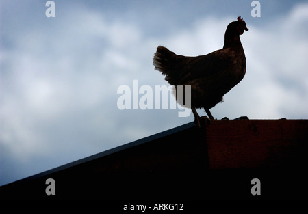 Un intervallo libero pollo sat sulla parte superiore di un Capannone Foto Stock