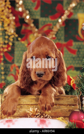 Natale: Setter Irlandese cane - cucciolo di fronte decorazione di Natale Foto Stock