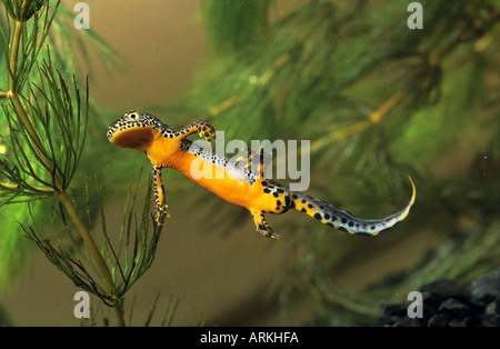 Noce alpina (Ichthyosaura alpestris, Triturus alpestris). Maschio sott'acqua Foto Stock