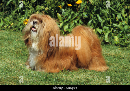 Lhasa Apso cane - in piedi sul prato Foto Stock