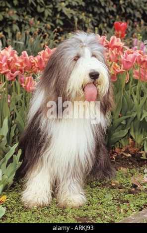 Collie barbuto seduto davanti i tulipani Foto Stock