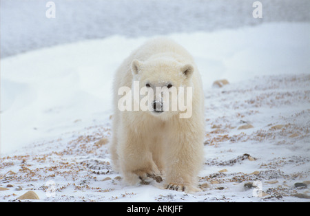 Giovane orso polare - a piedi / Ursus maritimus Foto Stock