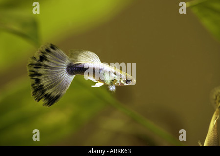 Guppy / Poecilia reticulata Foto Stock