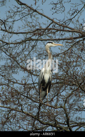 Airone cenerino su albero / Ardea cinerea Foto Stock
