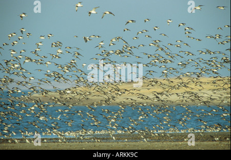 Nodi - stormo di uccelli / Calidris canutus Foto Stock