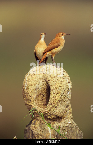 Due Rufous Horneros - piedi su nest / Furnarius rufus Foto Stock