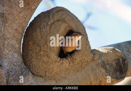 Rufous Hornero (Furnarius rufus) guardando fuori del nido Foto Stock