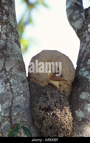 Rufous Hornero - nella parte anteriore del nest / Furnarius rufus Foto Stock