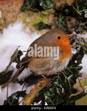 Robin in piedi sul ramo in inverno Erithacus rubecula Foto Stock