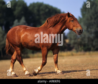 Suffolk Punch cavallo. Adulto di castagno a piedi su un prato Foto Stock