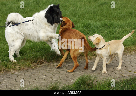 Il Labrador Retriever cucciolo con hybrid cucciolo e al guinzaglio Foto Stock