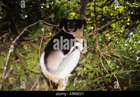 indri indri Foto Stock