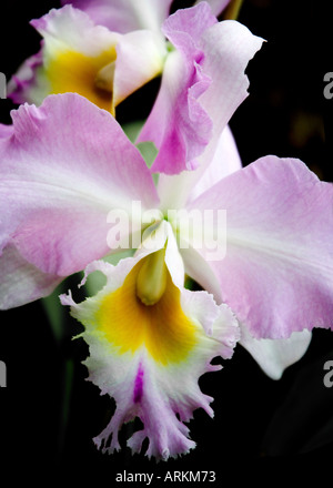 Bianco, giallo e rosa ibrido di Cattleya Orchid preso nella casa delle orchidee al Parco Palmitos, Gran Canaria Foto Stock