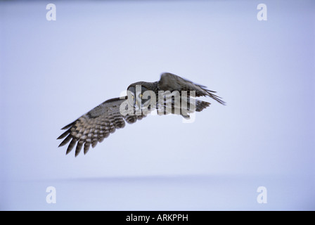 Grande grigio allocco (Strix nebulosa) in volo, la Finlandia, la Scandinavia, Europa Foto Stock