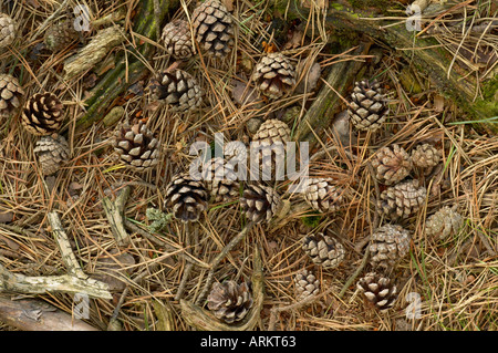 Pigne di larice sul suolo della foresta Foto Stock