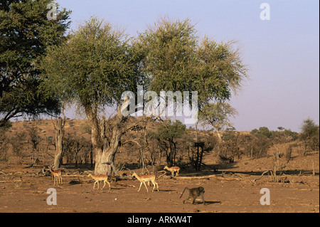 Impala (Aepyceros melampus) e Chacma baboon (Papio ursinus), Riserva di Mashatu, Botswana, Africa Foto Stock