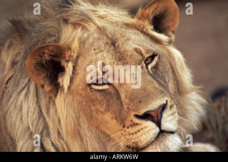 Close-up di un leone (Panthera leo), Riserva di Mashatu, Botswana, Africa Foto Stock