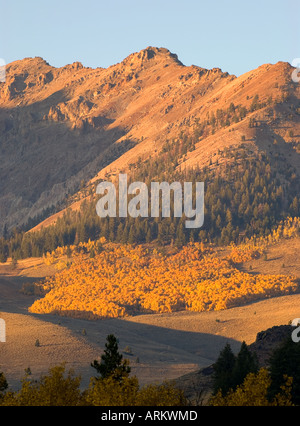 Bella colorata Aspen alberi in Boulder montagne di Idaho Foto Stock