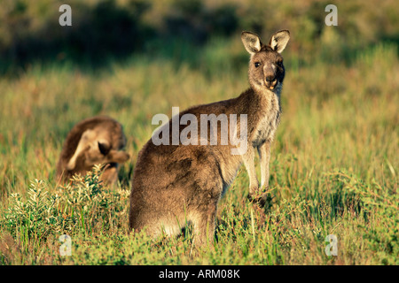 Grigio orientale canguri, Macropus giganteus, Wilson Promontorio del National Park, Victoria, Australia Pacific Foto Stock