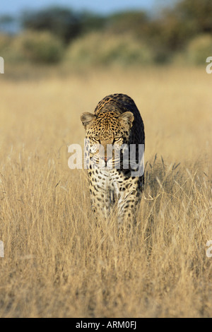 Maschio di leopard, Panthera pardus, in capticity, Namibia, Africa Foto Stock