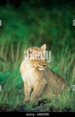 Lion cub Panthera leo, circa da due a tre mesi di età, il Parco Nazionale Kruger, Sud Africa e Africa Foto Stock