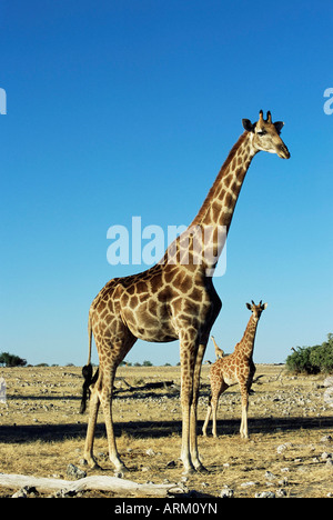 La giraffa, Giraffa camelopardalis, il Parco Nazionale di Etosha, Namibia, Africa Foto Stock