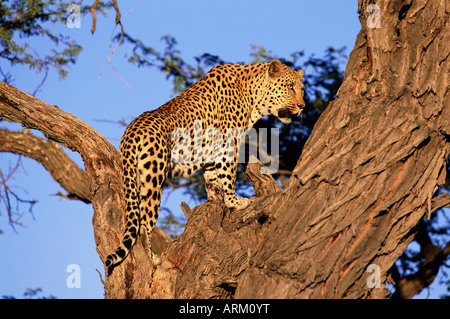 Maschio di leopard, Panthera pardus, in un albero, in cattività, Namibia, Africa Foto Stock