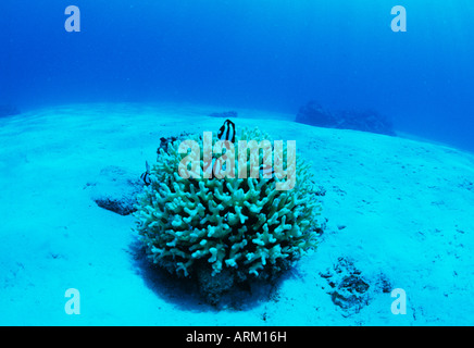 Coral reef scena, Okinawa, in Giappone Foto Stock