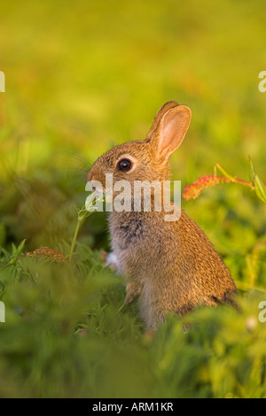 Coniglio giovane, Oryctolagus cuniculas, Isola di maggio, Firth of Forth, Scozia Foto Stock