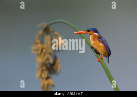 Malachite Kingfisher (Alcedo cristata) sul pettine nel Parco Nazionale di Kruger, Mpumalanga, Sud Africa e Africa Foto Stock