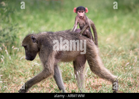 Giovani chacma baboon (Papio cynocephalus ursinus) riding su pazienti adulti di nuovo nel Parco Nazionale di Kruger, Mpumalanga, Sud Africa Foto Stock